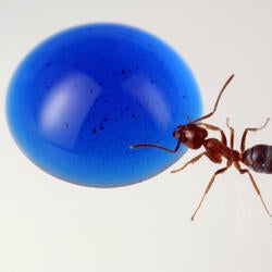 Argentine ant feeding on a blue drop