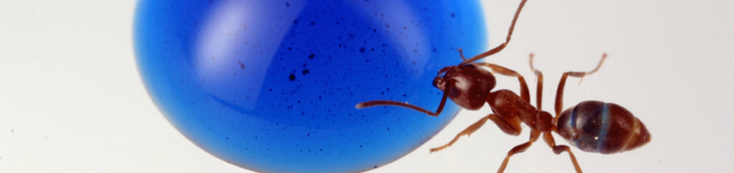 Argentine ant feeding on a blue drop