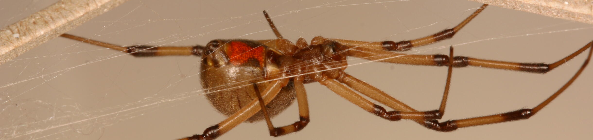 Brown widow spider female