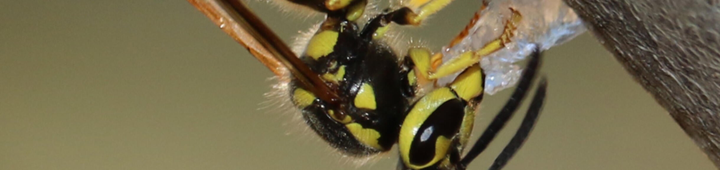 Western yellowjacket wasp handling a hydrogel bait