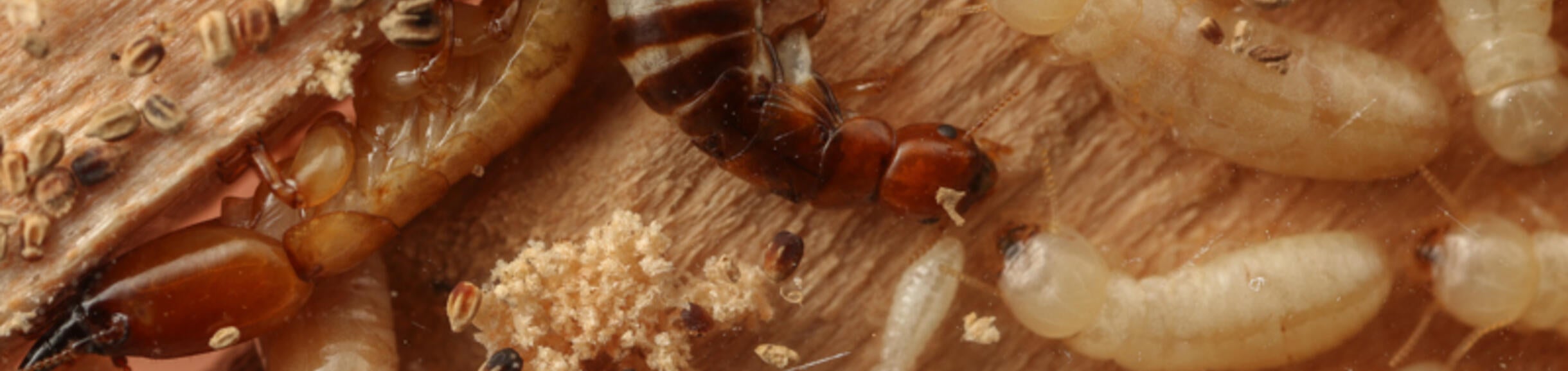 Western durwood termite colony