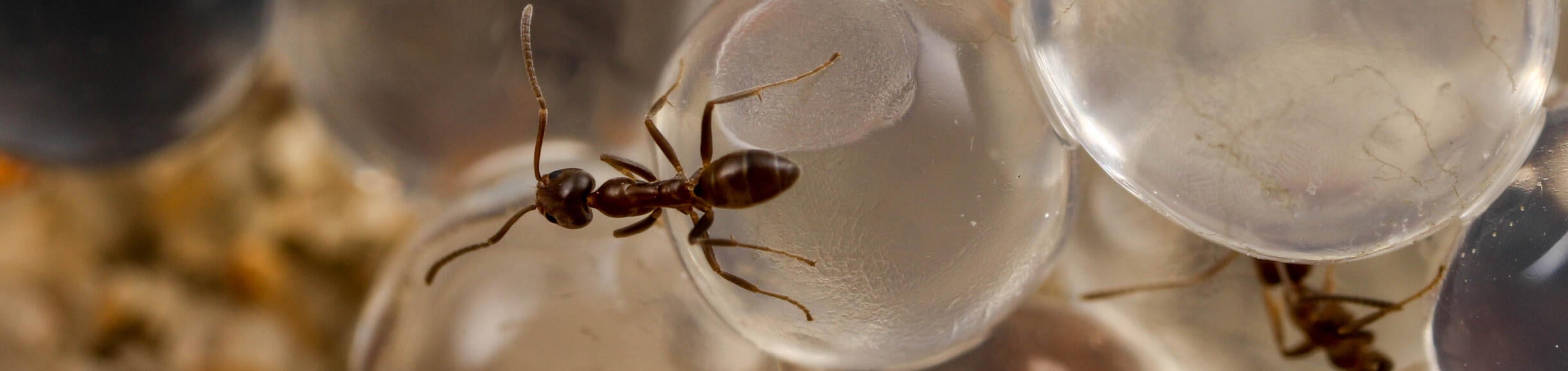 Argentine ant on hydrogel baits