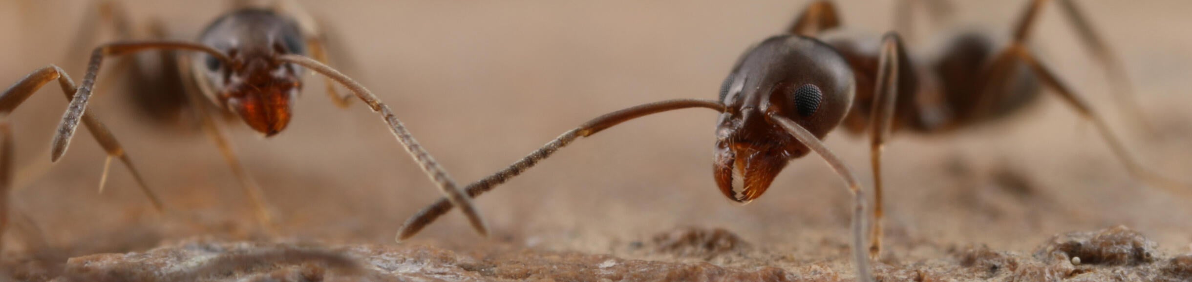 Argentine ants antennating