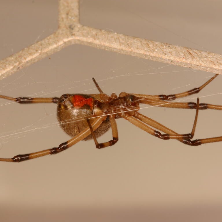 Brown widow spider female