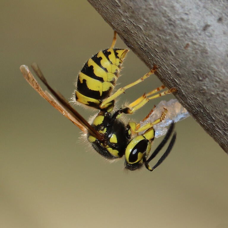 Western yellowjacket wasp handling a hydrogel bait