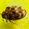 Varied carpet beetle adult