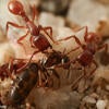 Neivamyrmex sp. army ants