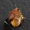 Bed bug on its exuviae