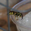 Yellowjacket wasp taking a hydrogel bait