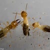 Gnathamtermes sp. termites