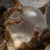 Argentine ants feeding on a hydrogel bait bead