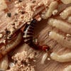Western drywood termites
