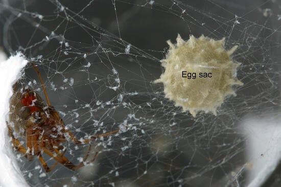 Brown widow spider egg sac