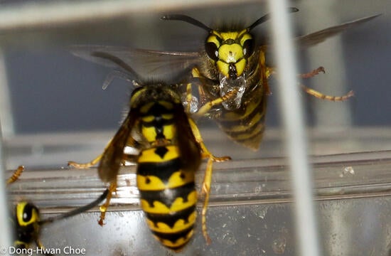 Yellowjacket wasps handling hydrogel baits