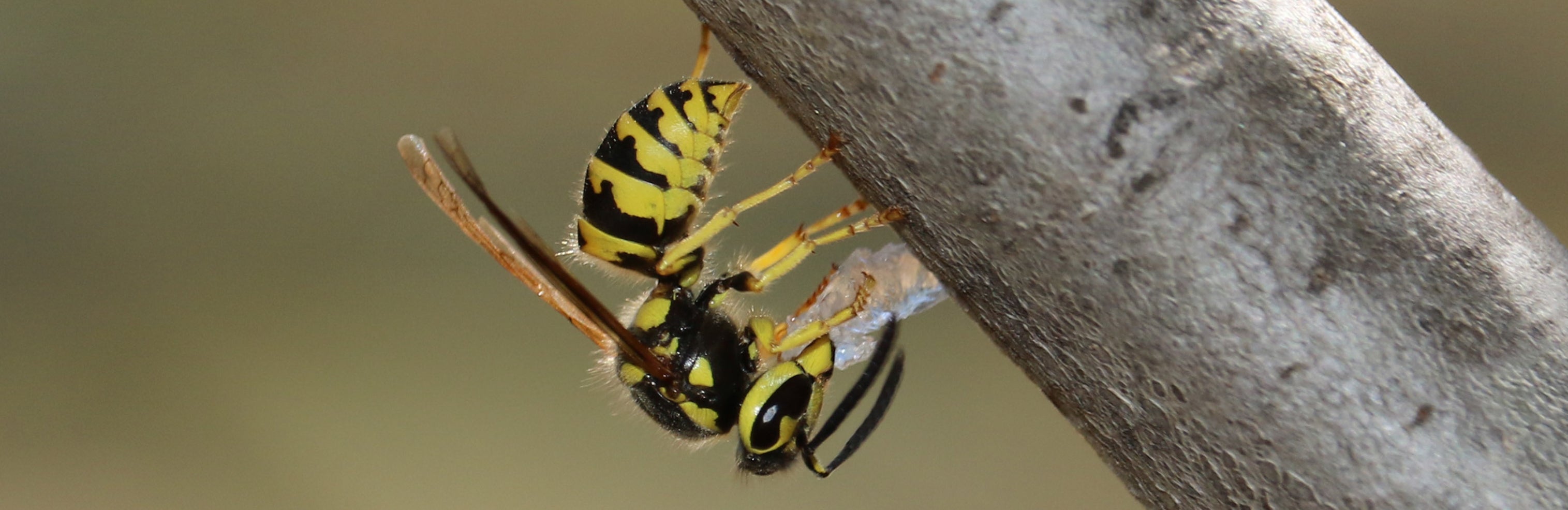 A western yellowjacket wasp handling a hydrogel bait