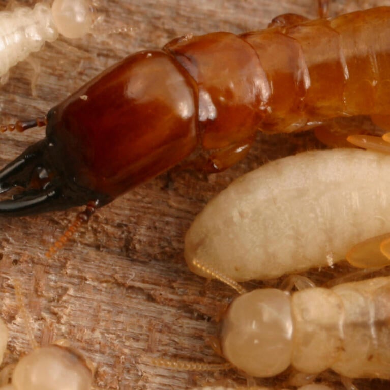 western drywood termite