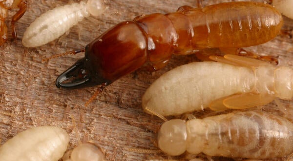 western drywood termite