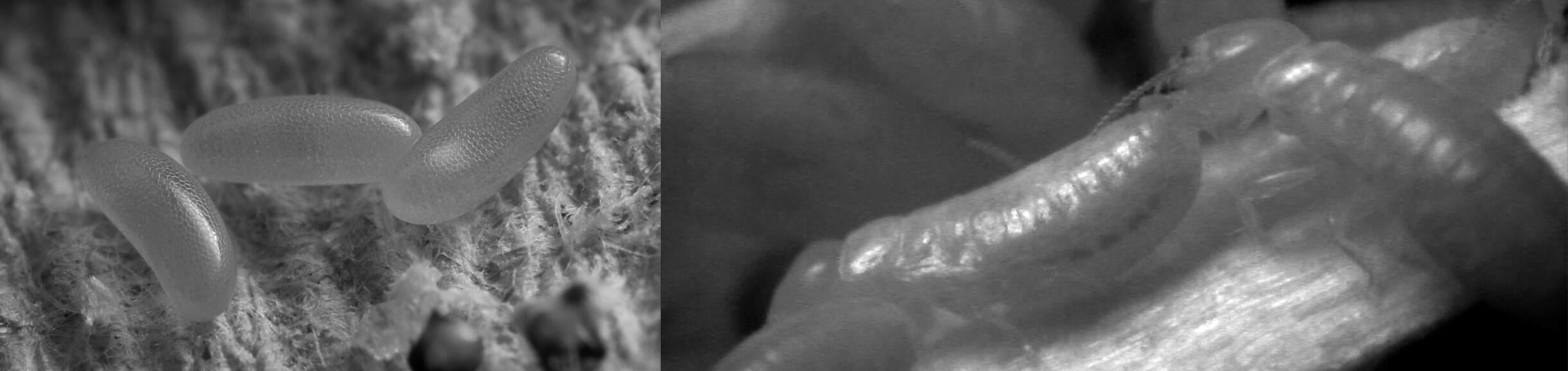 Secret lives of western drywood termite