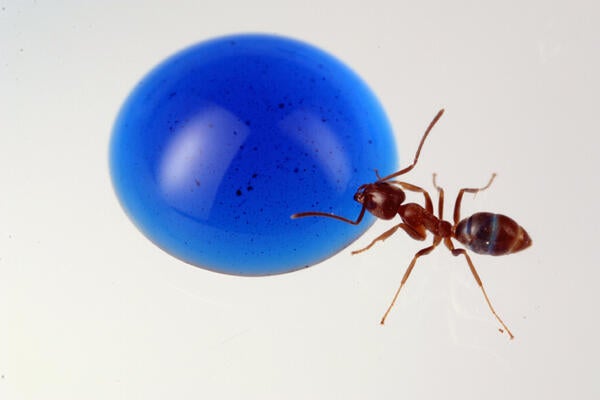 Argentine ant feeding on a blue drop