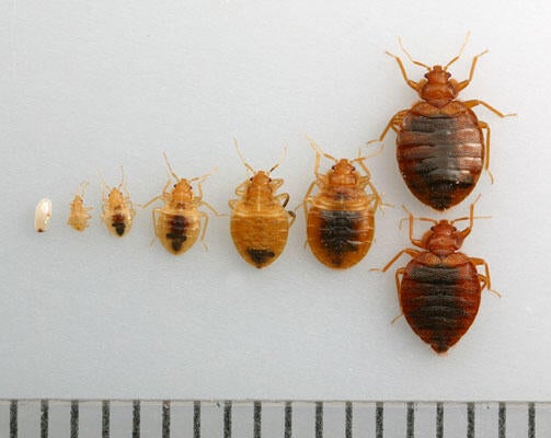 Bed bugs