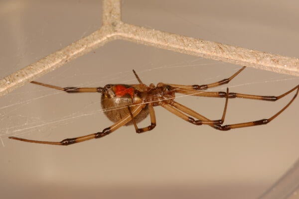 Brown widow spider female