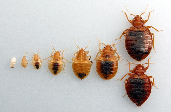 Bed bugs