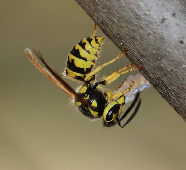 Western yellowjacket wasp handling a hydrogel bait