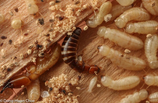 Western durwood termite colony