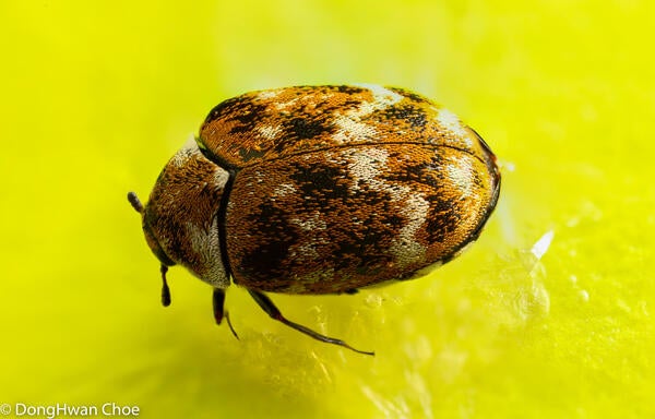 Varied carpet beetle adult