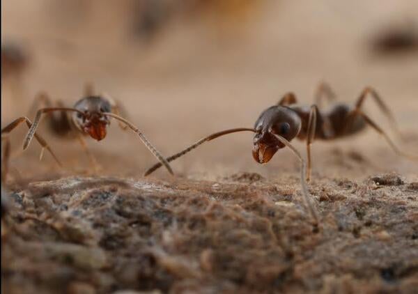 Argentine ants closeup