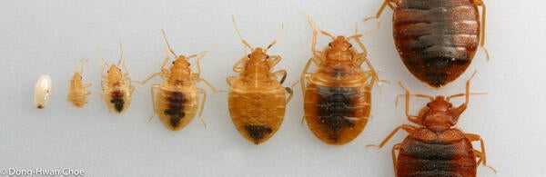 Bed bugs at different developmental stages