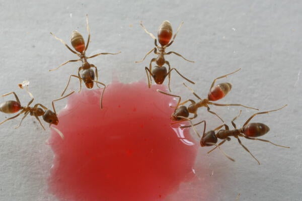 Argentine ant feeding on red liquid