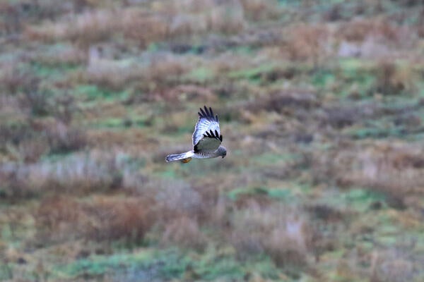 A northern harrier searching for a prey-large