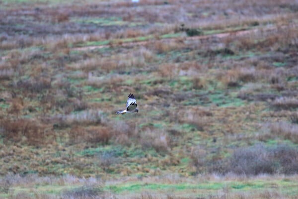 A northern harrier searching for a prey