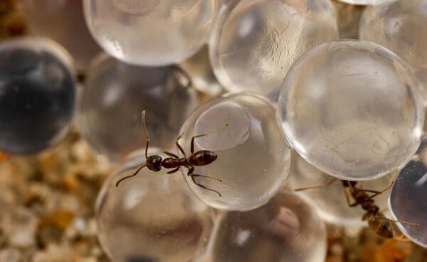 Argentine ant on hydrogel baits