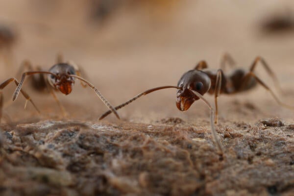 Argentine ants antennating