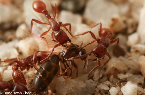 Neivamyrmex sp. army ants