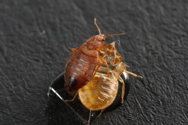 A bed bug on its exuviae