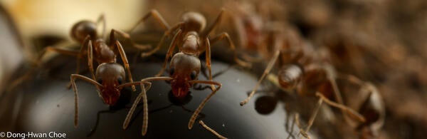 Argentine ants feeding on hydrogel baits