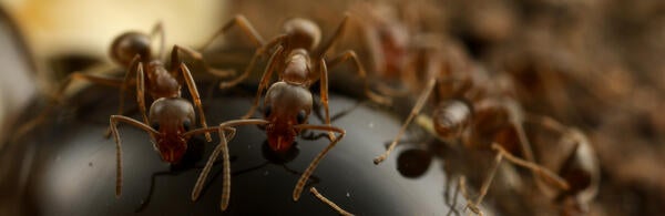 Argentine ants feeding on hydrogel baits