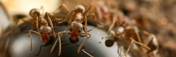 Argentine ants feeding on hydrogel baits