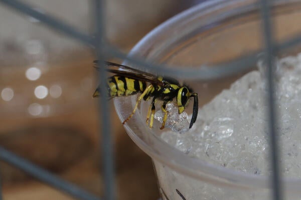 A yellowjacket wasp taking a piece of hydrogel bait