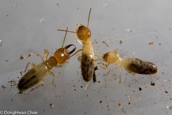 Gnathamtermes sp. termites