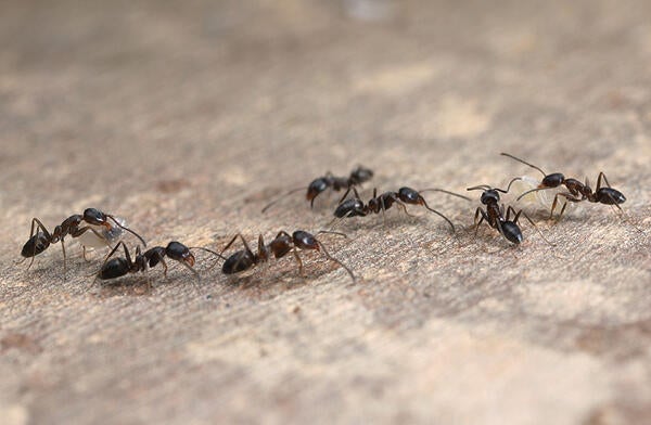 Argentine ant trail