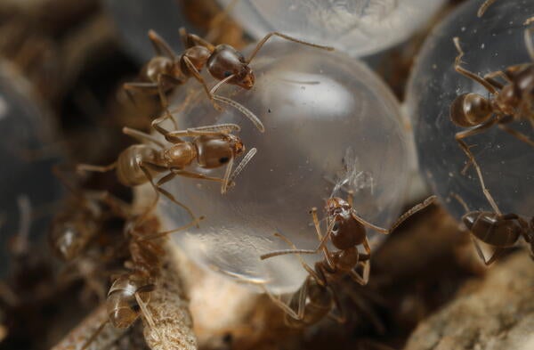 Argentine ants feeding on a hydrogel bait bead