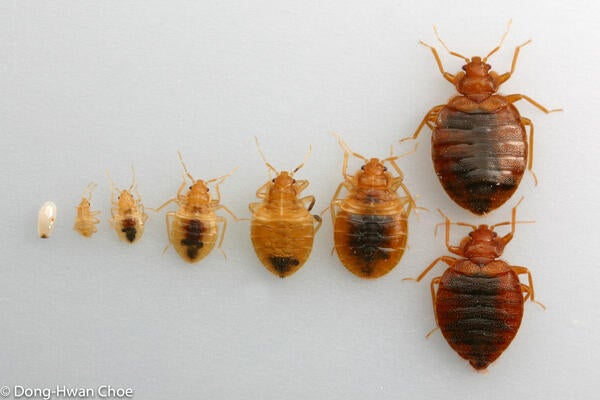 Bed bugs at different developmental stages