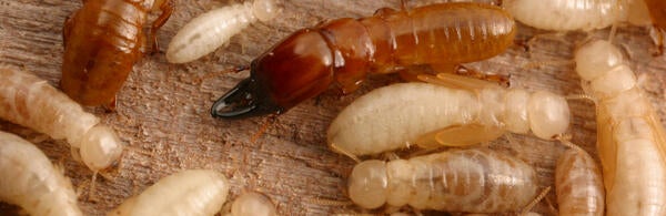 western drywood termite