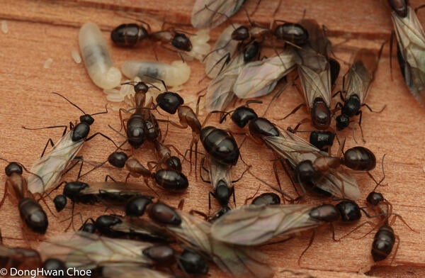 Camponotus sp. carpenter ants