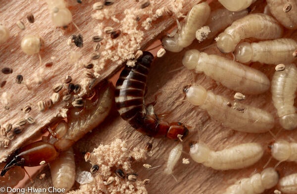 Western drywood termites