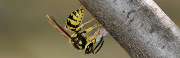 A western yellowjacket wasp handling a hydrogel bait 